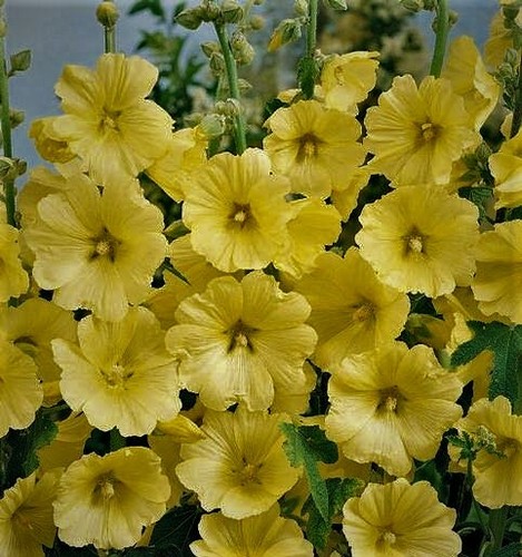 Yellow hollyhocks alcea seeds - yellow,