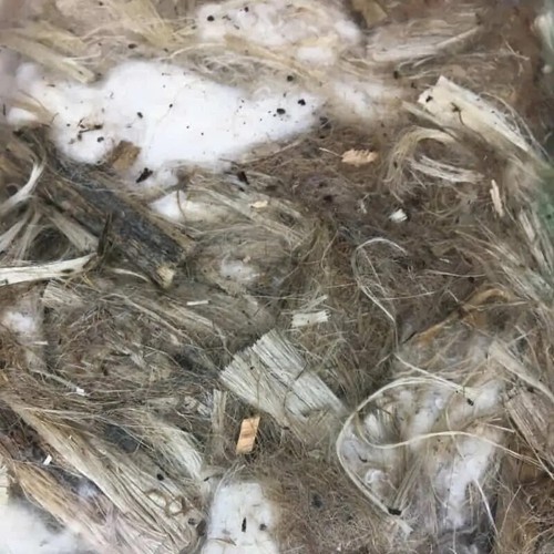 Nesting material finches