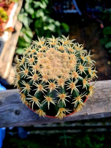 Clearance echinocactus - clearance:,