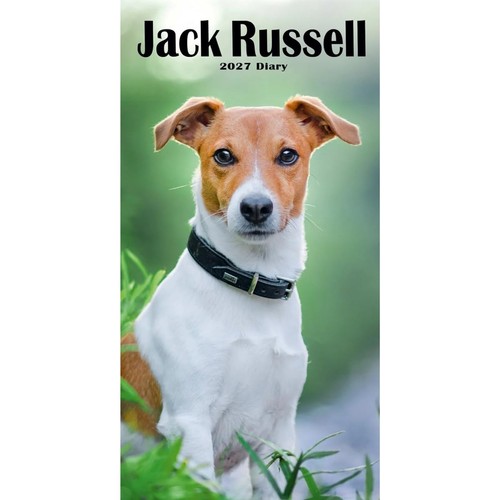 2027 jack russell terriers - jack,