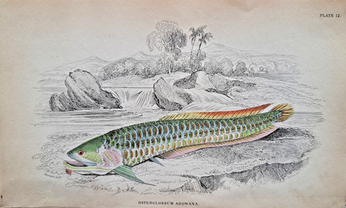 Osteoglossum arowana hand