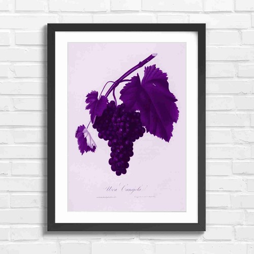 Vintage botanical grapes art - botanical,