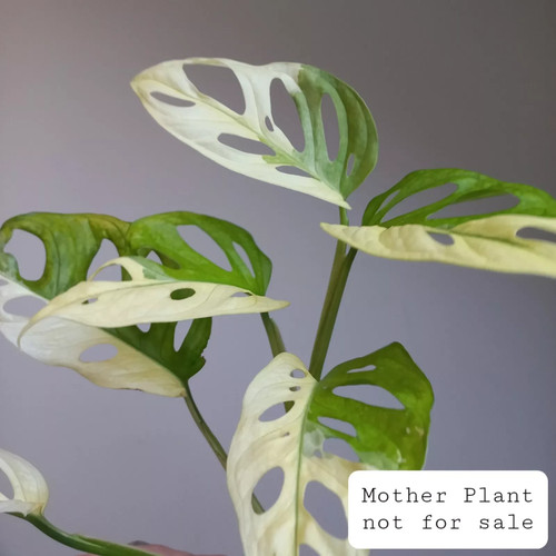 Monstera adansonii albo - monstera,