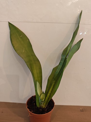 Sansevieria moonshine snake - sansevieria,
