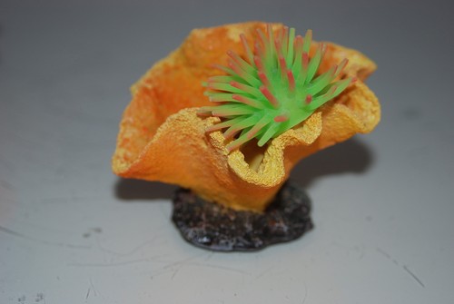 Aquarium coral green anemone - aquarium, +