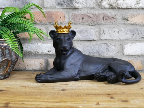 Lying black lion lioness - lying, with