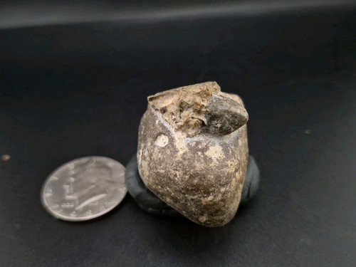 Real fossil dinosaur - fossil,