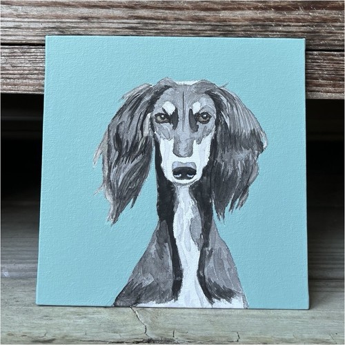 5x5 saluki dog - saluki, portrait