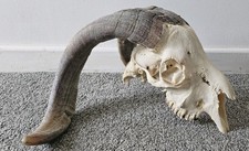 HUGE  Goat Skull taxidermy art craft tattoo Curio Sheep Skull tattoo