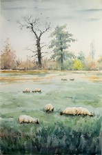 Sheep grass autumn Oxfordshire