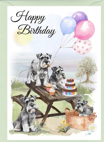 Miniature schnauzer dog - miniature,