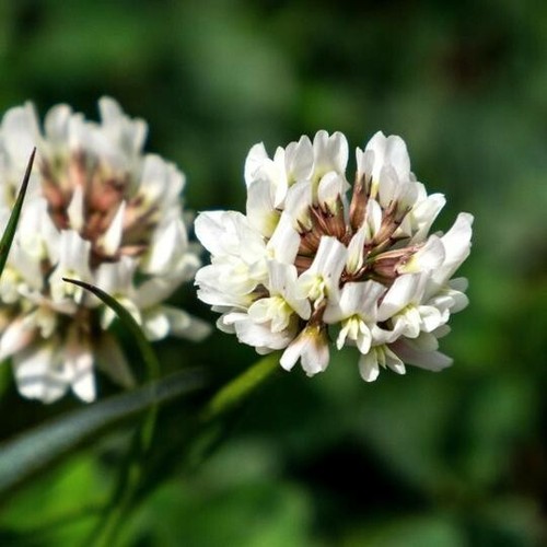 Shamrock white clover - white, green