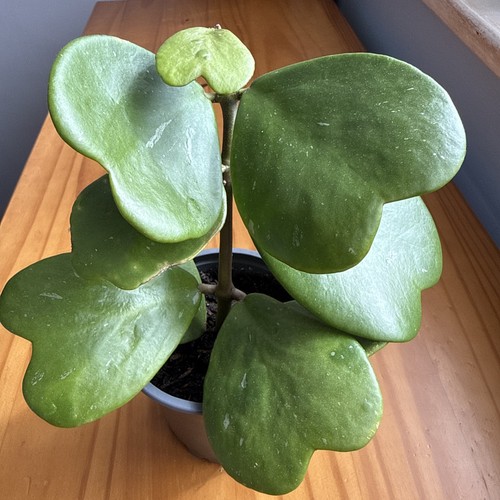 Hoya kerri sweetheart - hoya, kerri/sweetheart