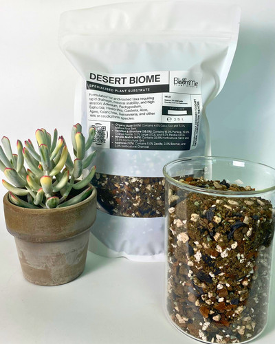 Bloomme plant studio - plant,