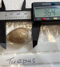 Cypraea Turdus. Towards the