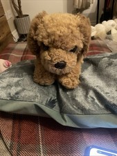 Cockerpoo 10 Inches From