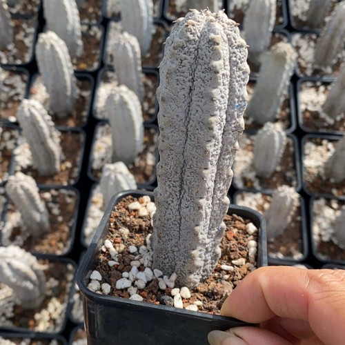 10cm succulent cactus - succulent,