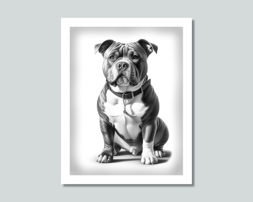American bully dog photo - bully,