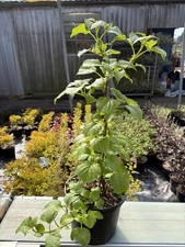 Climbing Hydrangea