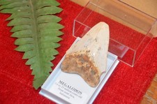 WOW, Genuine MEGALODON SHARK