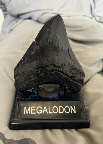 Megalodon shark tooth fossil - megalodon,