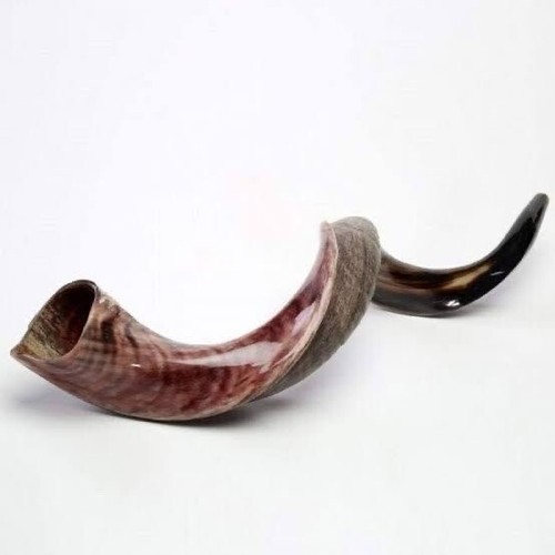 Yemenite shofar kudu - kudu, horn
