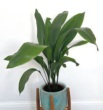 Aspidistra Elatior- Cast Iron Plant Pot Size 17cm H- 70cm approx
