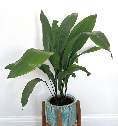 Aspidistra elatior cast - aspidistra, iron