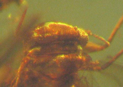 Cretaceous amber fossil - cretaceous, w/