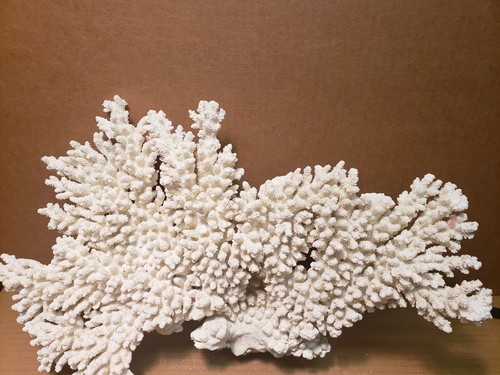 Acropora coral 13 - , 13"