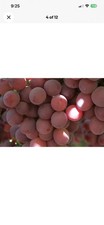 GRAPE SEEDS 10 X GIANT RED