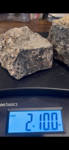 Lbs ozs turtilla fossil - 10,