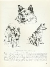 FINNISH SPITZ VINTAGE 1963