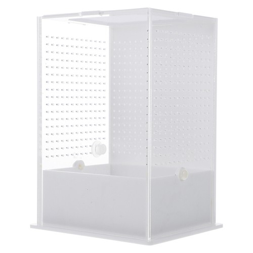 Stick insect enclosure - insect, high
