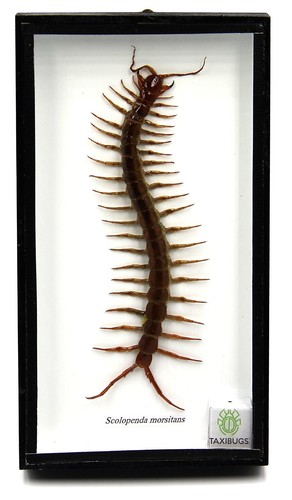 Taxidermy real centipede - 3d,