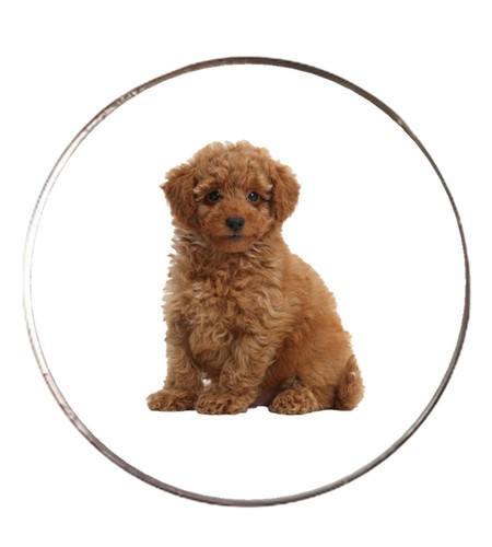 Toy poodle brown - brown, dog