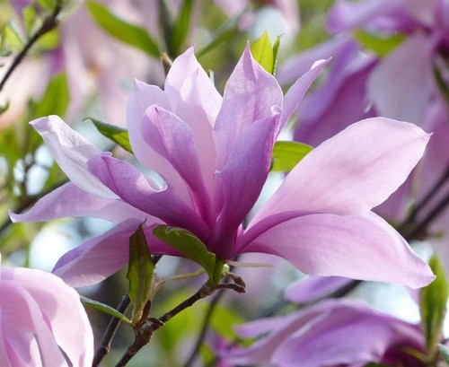 Magnolia betty tree purple - magnolia,