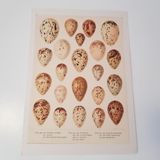Antique Bird Egg c1890s print lithograph ornithology Frohawk British matted no12