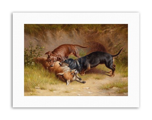 Animal dachshund dog - dog, fox