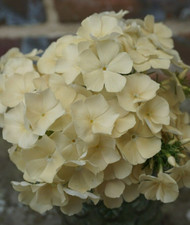 15 Phlox - Isabellina Seeds