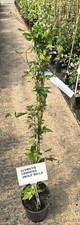 Clematis cirrhosa ‘Jingle