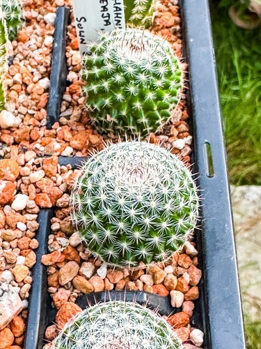 Mammillaria hahniana 489 - hahniana, ml