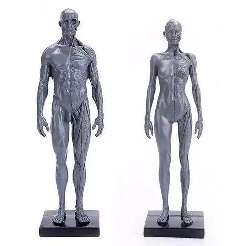 30cm human skeleton anatomical - 30cm,