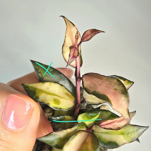 Hoya lacunosa scarlet glow - scarlet,