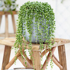 Houseplant, String of Beads, Trailing Succulent, Easy Care, 1 x 14cm Hanging Pot