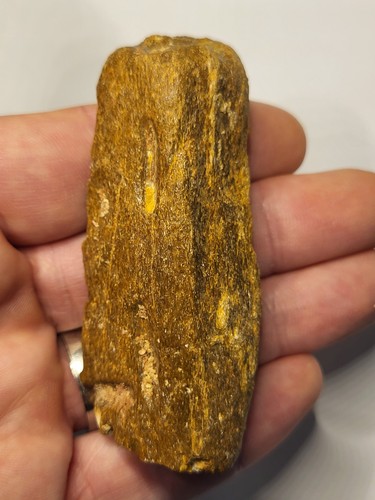 Dinosaur fossil predation - dinosaur,
