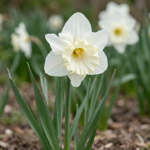 Narcissus mount hood - narcissus, 'mount