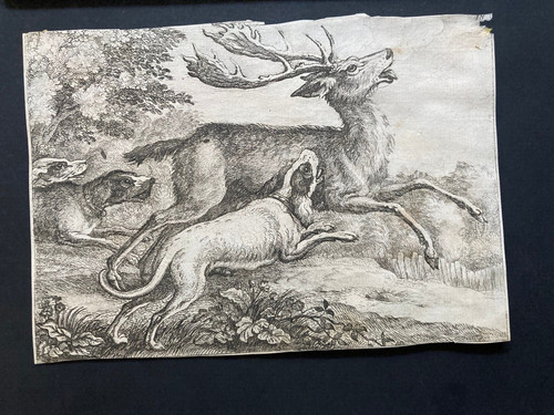 Hunting dogs bringing - dogs, down