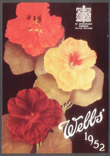 Modern postcard webb flower - modern, webb's