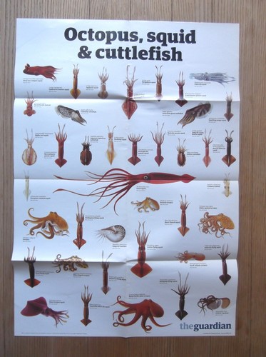 The guardian wallchart - the,